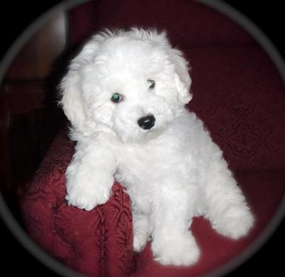 SOLD--750--CADBURY -- EXCEPTIONAL Bichon Frise Puppies for sale